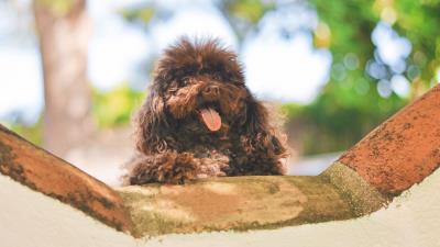 Dog muzzle puppy protruding tongue 4k wallpaper