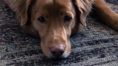 Dog muzzle sadness lies 4k wallpaper