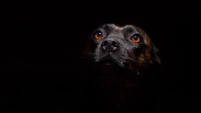 Dog muzzle sight image 4k wallpaper