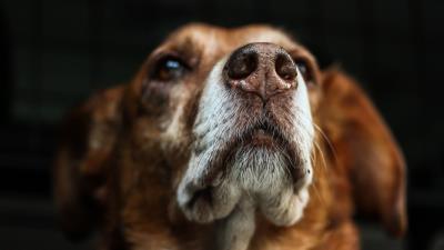Dog muzzle sight 4k wallpaper