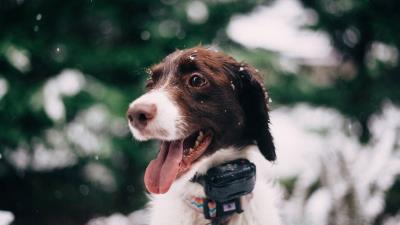 Dog muzzle snow glare collar 4k wallpaper