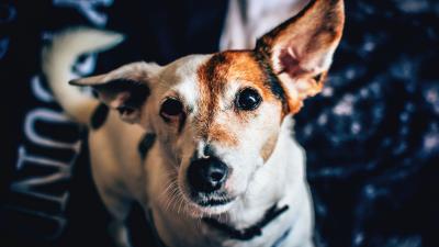 Dog muzzle spotted collar 4k wallpaper