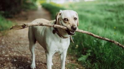 Dog muzzle stick 4k wallpaper