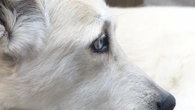 Dog muzzle white eyes 4k wallpaper