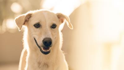 Dog muzzle white 4k wallpaper