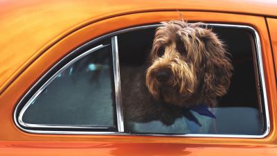 Dog muzzle window car 4k wallpaper