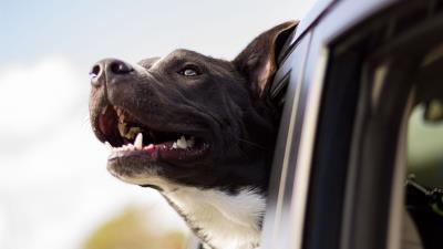 Dog muzzle window wind 4k wallpaper