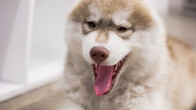 Dog muzzle yawn 4k wallpaper
