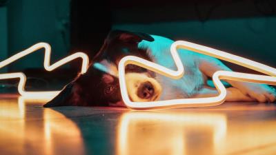 Dog neon light 4k wallpaper