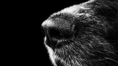 Dog nose bw 4k wallpaper