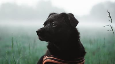Dog pet black 4k wallpaper