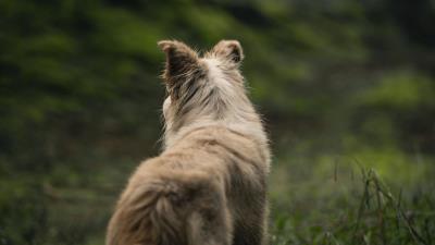 Dog pet fluffy 4k wallpaper