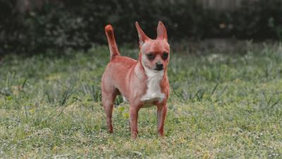 Dog pet funny 4k wallpaper