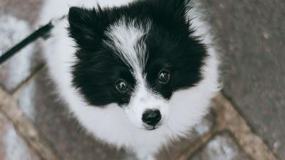 Dog pet legs 4k wallpaper