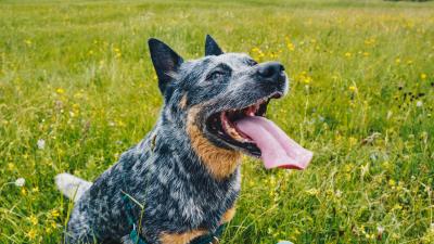 Dog pet protruding tongue 4k wallpaper