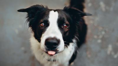 Dog protruding tongue funny 4k wallpaper