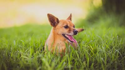 Dog protruding tongue grass 4k wallpaper