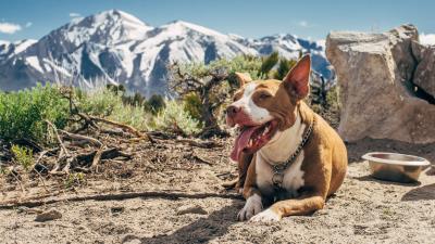 Dog protruding tongue lies 4k wallpaper