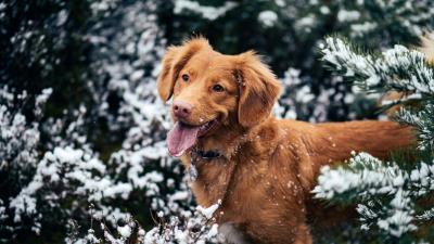 Dog protruding tongue muzzle snow 4k wallpaper
