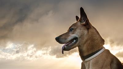 Dog protruding tongue pet 4k wallpaper