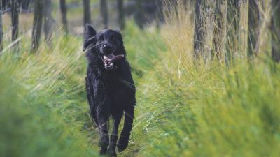 Dog protruding tongue running 4k wallpaper