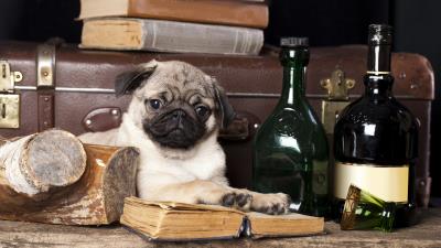 Dog pug books still life 4k wallpaper