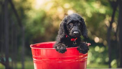 Dog puppy bucket sitting 4k wallpaper