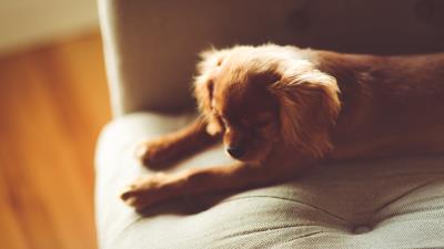 Dog puppy lying sofa 4k wallpaper