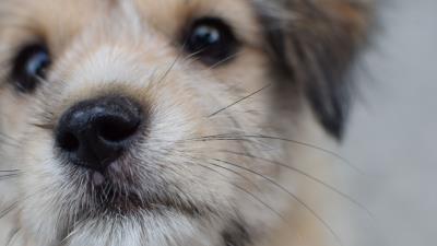 Dog puppy muzzle close up 4k wallpaper