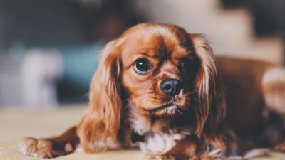 Dog puppy muzzle 4k wallpaper