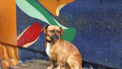 Dog puppy small bench sit 4k wallpaper