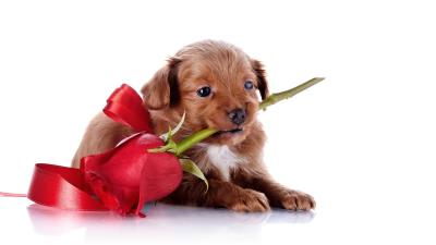 Dog puppy snout rose 4k wallpaper