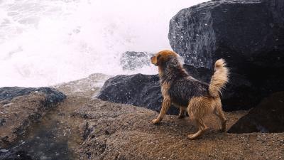 Dog river splash stones 4k wallpaper