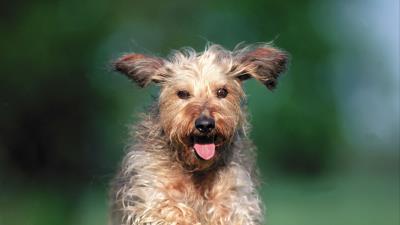 Dog running gras 4k wallpaper