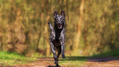 Dog running walk 4k wallpaper