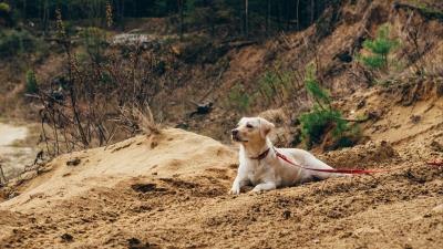 Dog sand leash walk 4k wallpaper