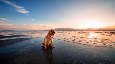 Dog sea sitting shore 4k wallpaper