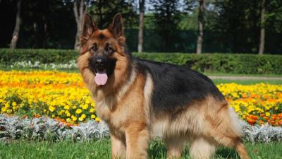 Dog sheep grass flowers 4k wallpaper