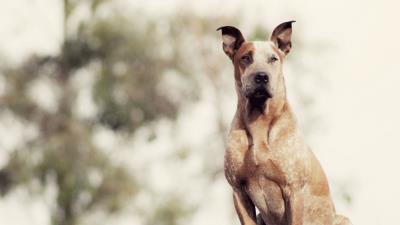 Dog sitting shepherd 4k wallpaper