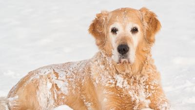 Dog snout snow lying 4k wallpaper