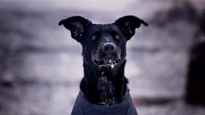 Dog snow blur 4k wallpaper