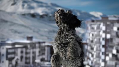 Dog snow jump building 4k wallpaper