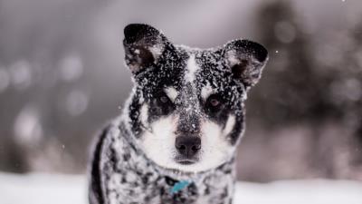 Dog snow wet 4k wallpaper