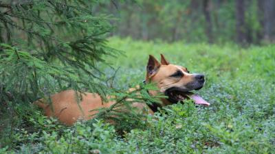Dog staffordshire terrier forest spruce 4k wallpaper