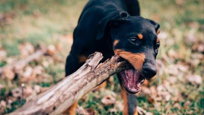 Dog stick playful muzzle nibbling 4k wallpaper