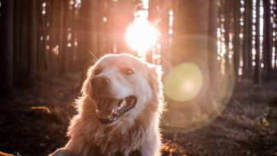 Dog sunlight happy 4k wallpaper