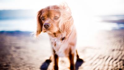 Dog sunlight wind 4k wallpaper