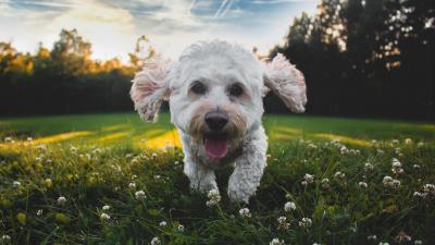 Dog tongue hanging out cute 4k wallpaper