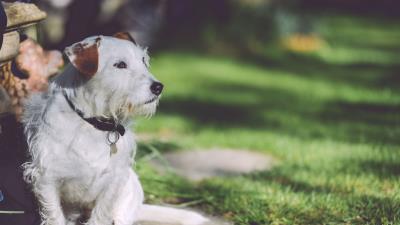 Dog walk light sits 4k wallpaper