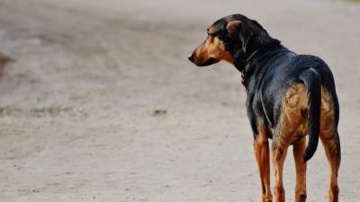 Dog walk spotted 4k wallpaper